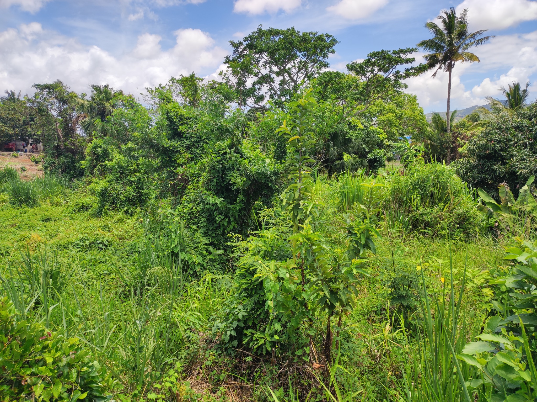 Residential land Buy in Crève Coeur 2,200,000 rupees Lexpress