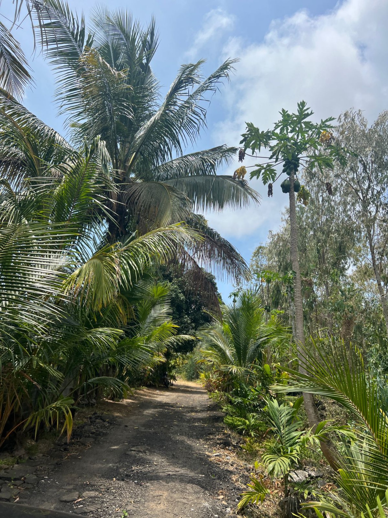 Residential land Buy in Plaine des Roches 3,900,000 rupees