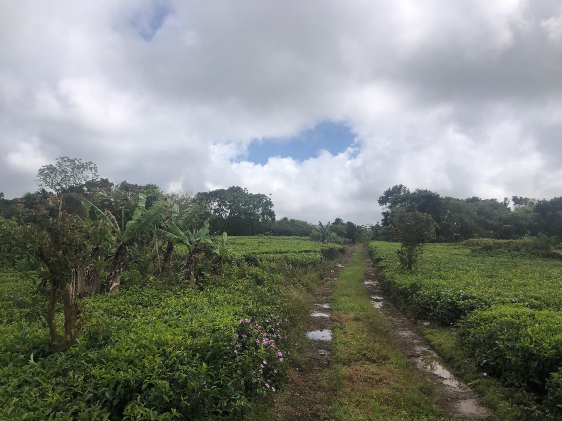 Agricultural land Buy in Nouvelle France 2,500,000 rupees