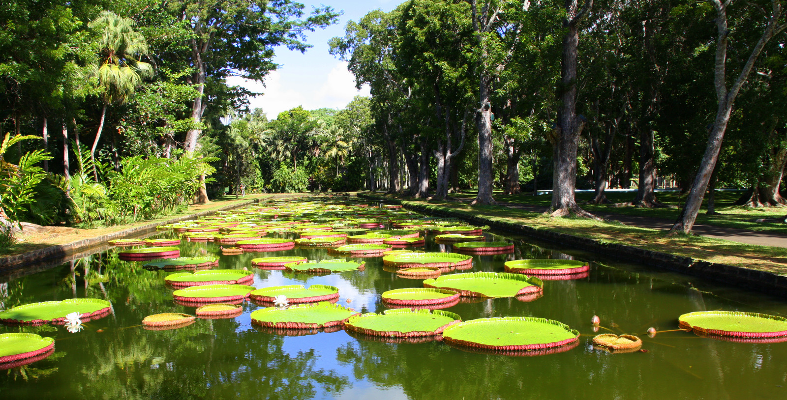 Résultat de recherche d'images pour "le jardin de pamplemousse ile maurice"