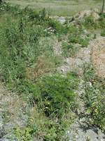 terrain-en-friche-1