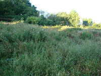 terrain-en-friche