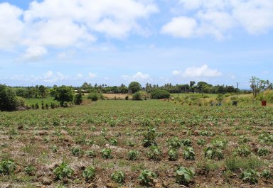 Agricultural land - 11099 m²