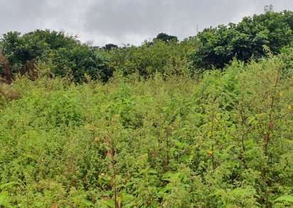 Agricultural land - 1055 m²