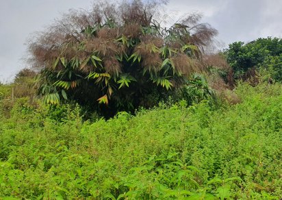 Agricultural land - 1055 m²
