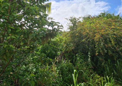 Agricultural land - 1731 m²