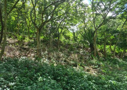 Agricultural land - 1731 m²