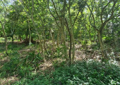 Agricultural land - 1731 m²