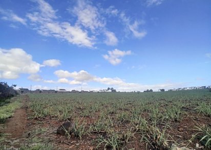 Agricultural land - 25320 m²