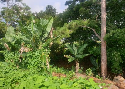 Agricultural land - 4474 m²