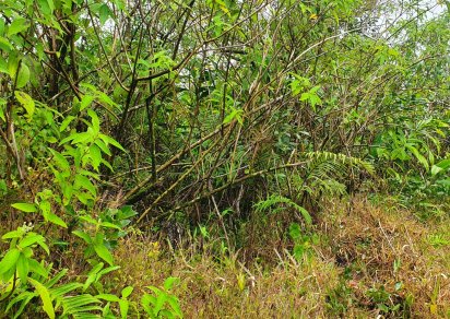 Terrain agricole - 1055 m²