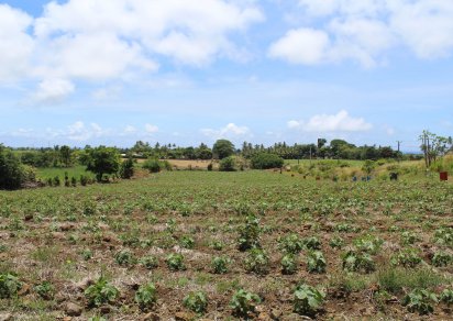 Terrain agricole - 11099 m²
