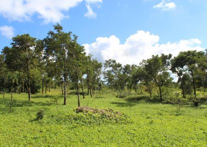 Terrain agricole - 16887 m²