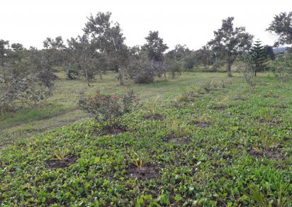 Terrain agricole - 16887 m²