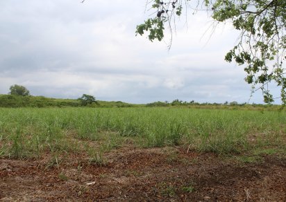 Terrain agricole - 16887 m²