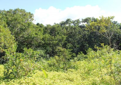 Terrain agricole - 16887 m²