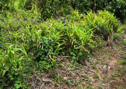 Terrain agricole - 5 636.55 m²