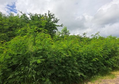 Terrain commercial - 6536 m²
