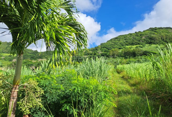 Agricultural land - 1069 m²