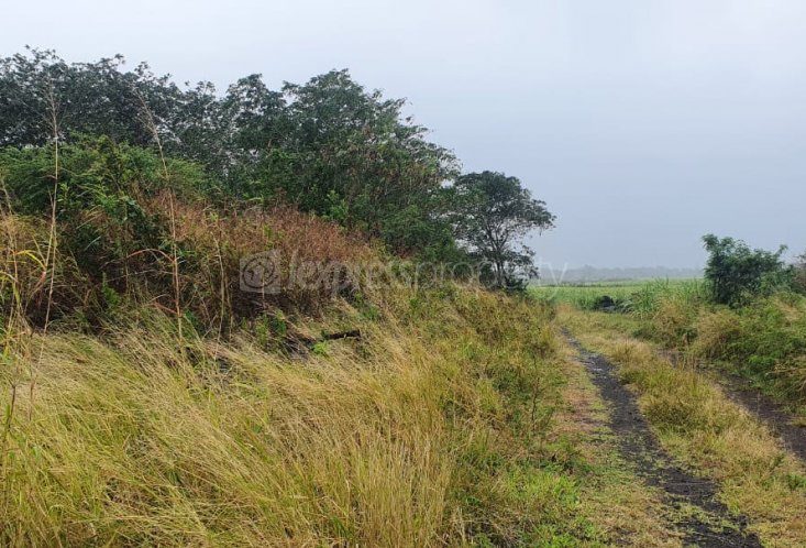 Agricultural land - 6262 m²