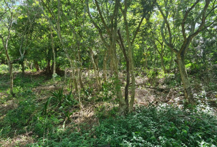 Agricultural land - 844 m²